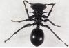 Cephalotes atratus
